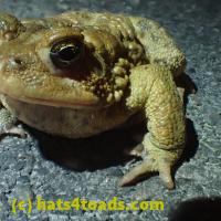 /home//u458753944/public_html/sourcegallery/////Roxborough Toad Detour/2013-2019/2018/2018-04-13/P4130007.JPG